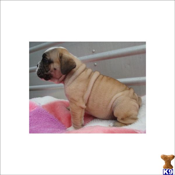 English Bulldog Puppies in FL